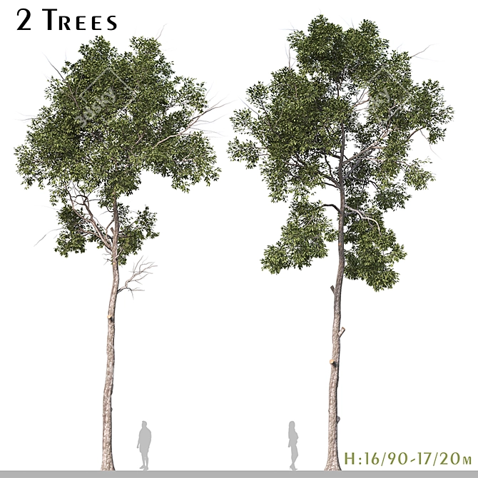 Shorea Chinensis Tree Pair Timber Harvest 3D model image 1