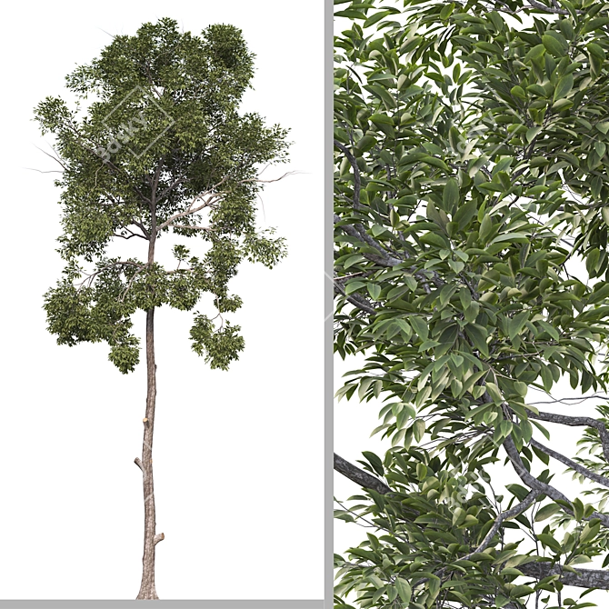 Shorea Chinensis Tree Pair Timber Harvest 3D model image 2