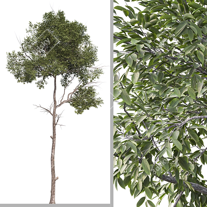 Shorea Chinensis Tree Pair Timber Harvest 3D model image 3