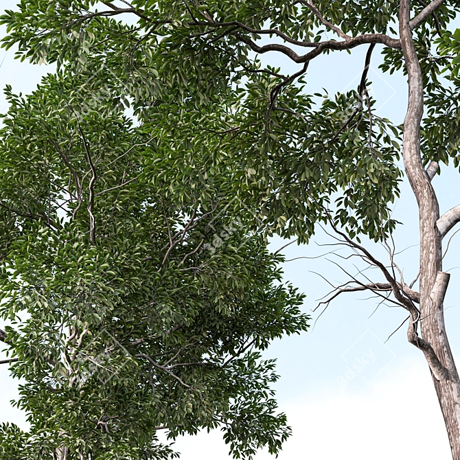 Shorea Chinensis Tree Pair Timber Harvest 3D model image 4