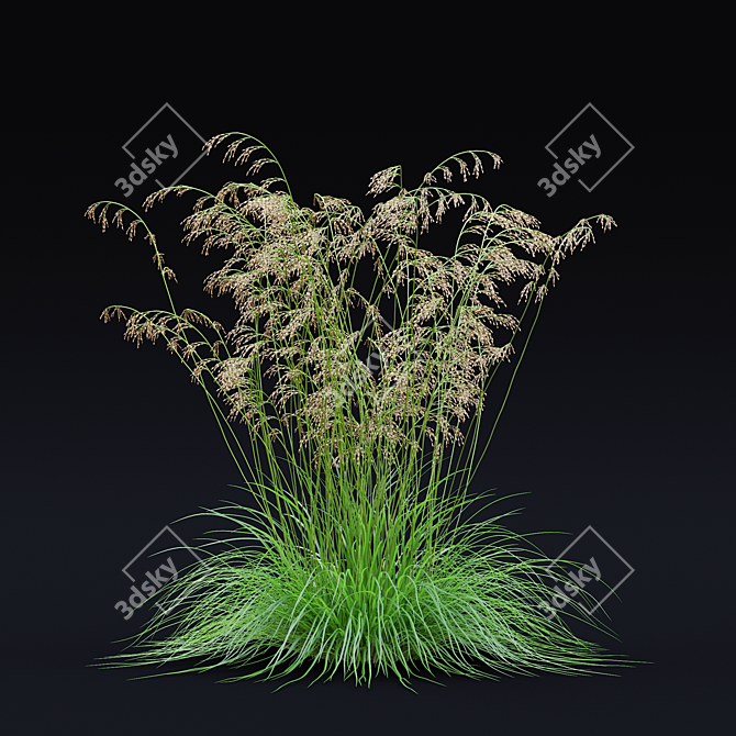 Dense Meadow Grass Collection 3D model image 7