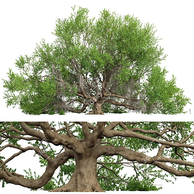 Angel Oak Live Tree Model 3D model image 1