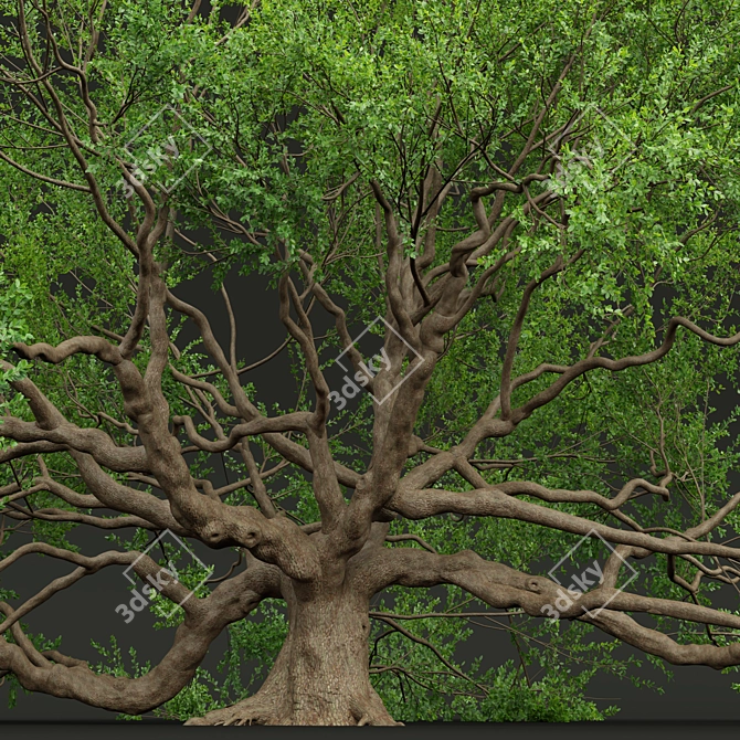 Angel Oak Live Tree Model 3D model image 2