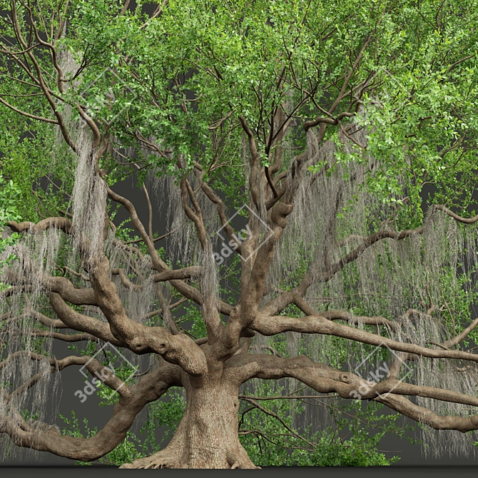 Angel Oak Live Tree Model 3D model image 3