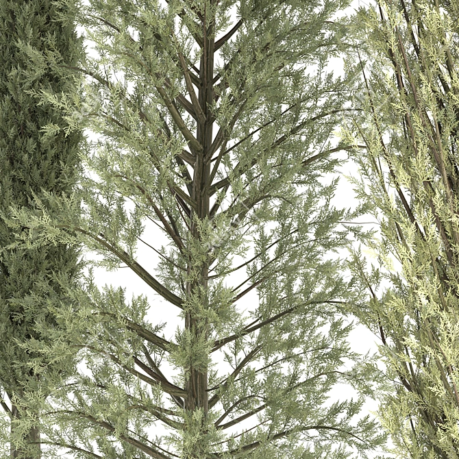 Outdoor Pine Tree Trio 3D model image 5