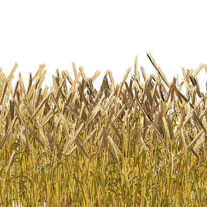 Realistic High Poly Wheat Field 3D model image 3