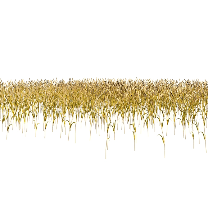 Realistic High Poly Wheat Field 3D model image 5