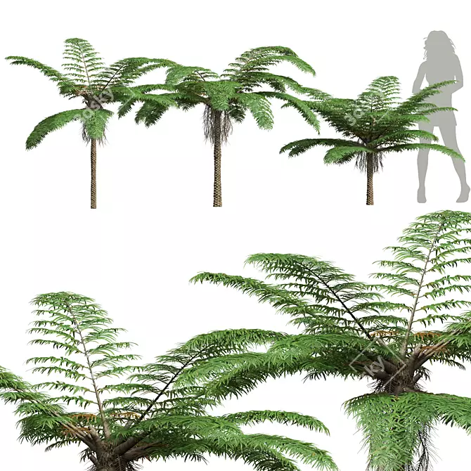 Sphaeropteris Lepifera 3D Fern Models 3D model image 1