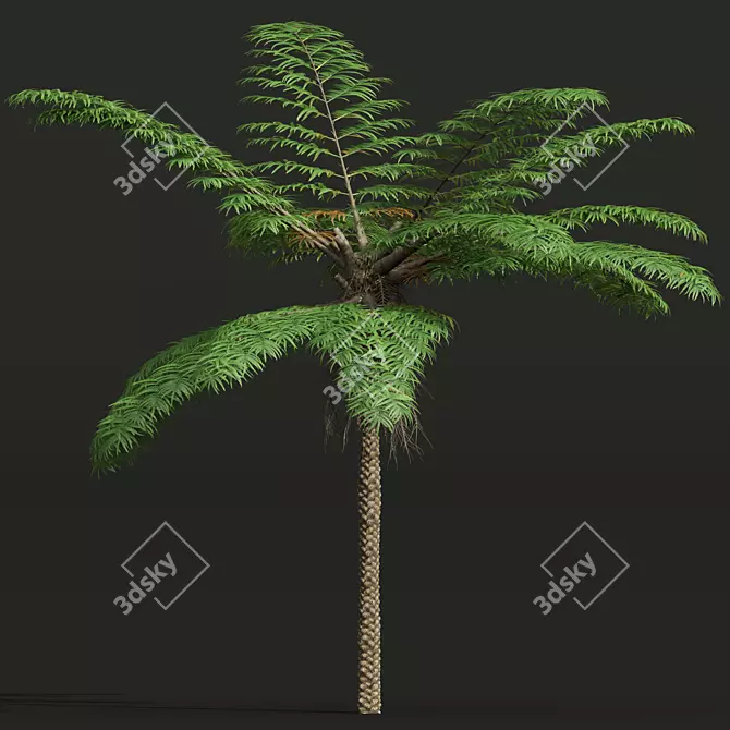 Sphaeropteris Lepifera 3D Fern Models 3D model image 3