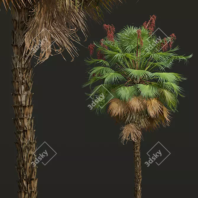 Paurotis Palm 3D Model Pack 3D model image 2