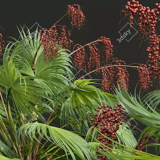 Paurotis Palm 3D Model Pack 3D model image 3