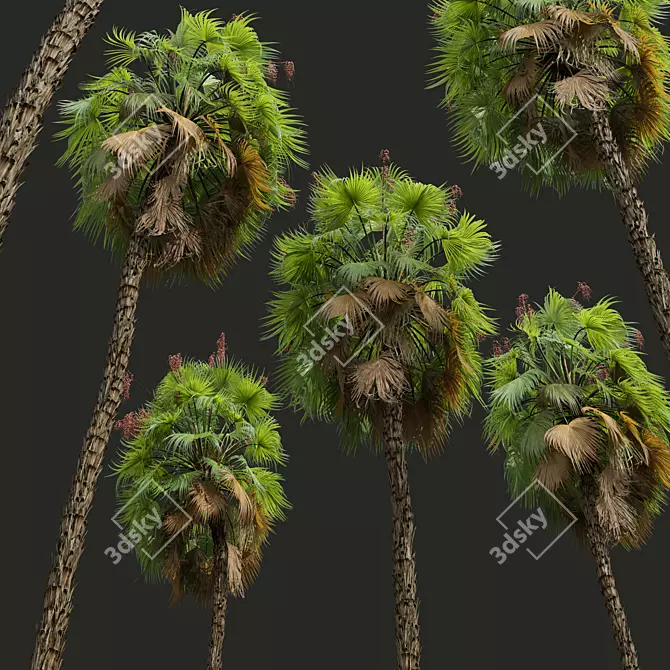 Paurotis Palm 3D Model Pack 3D model image 4