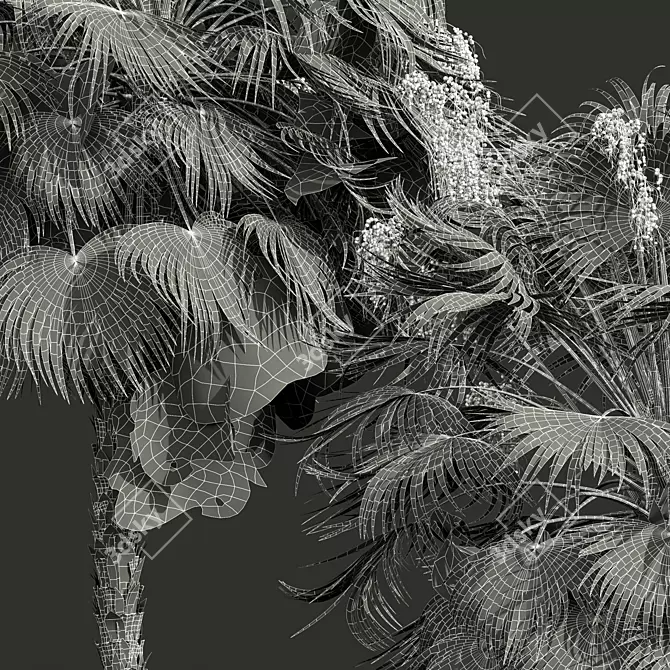 Paurotis Palm 3D Model Pack 3D model image 5