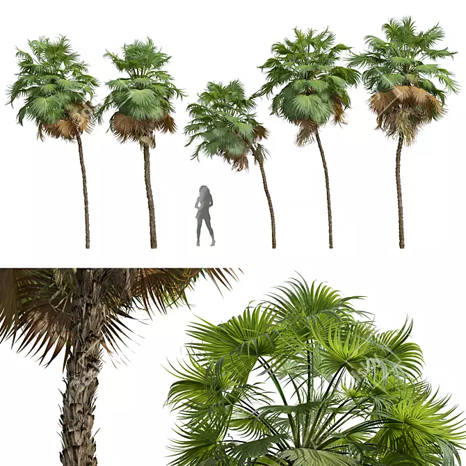 Paurotis Palm 3D Model Collection 3D model image 1