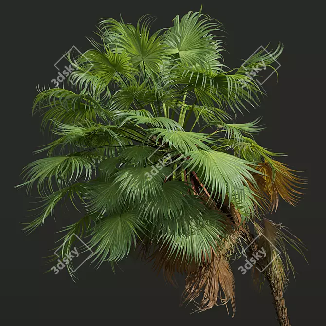 Paurotis Palm 3D Model Collection 3D model image 2