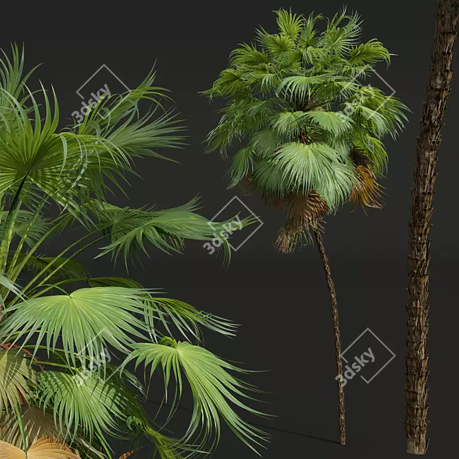 Paurotis Palm 3D Model Collection 3D model image 3