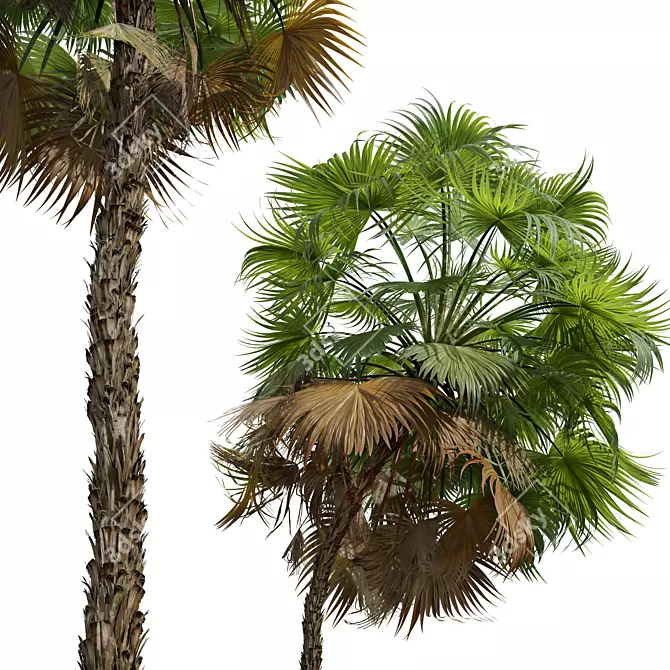 Paurotis Palm 3D Model Collection 3D model image 4