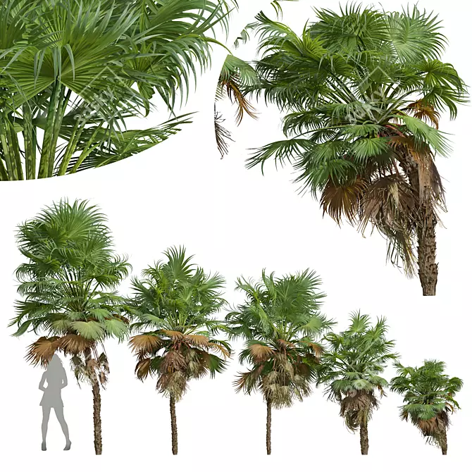 Paurotis Palm 3D Models Bundle 3D model image 1