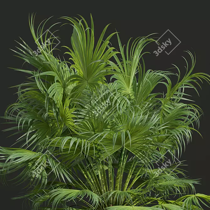 Paurotis Palm 3D Models Bundle 3D model image 2