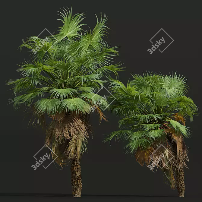 Paurotis Palm 3D Models Bundle 3D model image 3