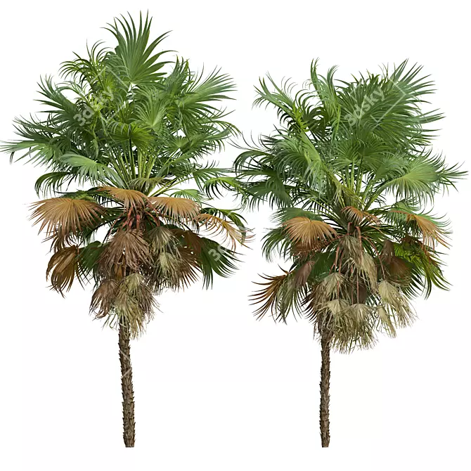 Paurotis Palm 3D Models Bundle 3D model image 4