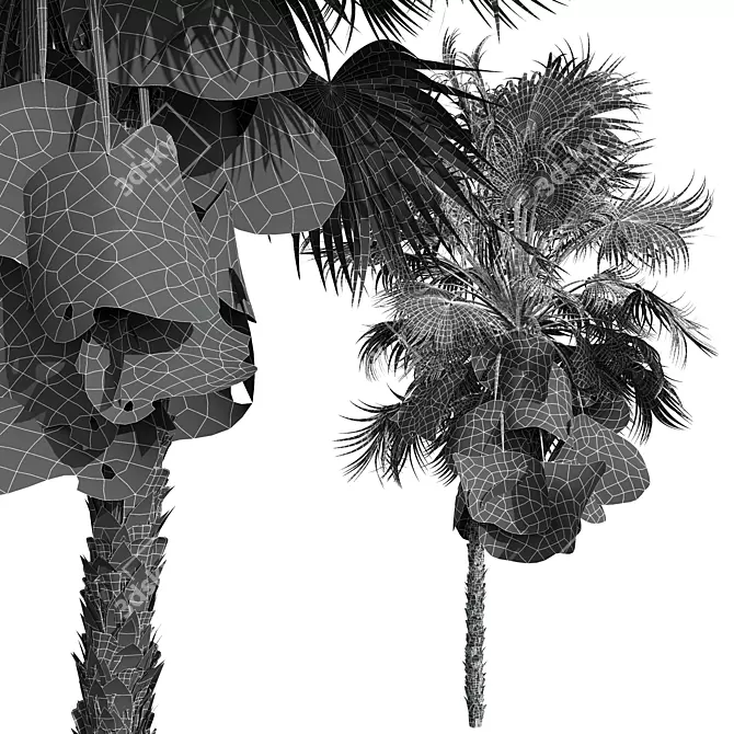 Paurotis Palm 3D Models Bundle 3D model image 5