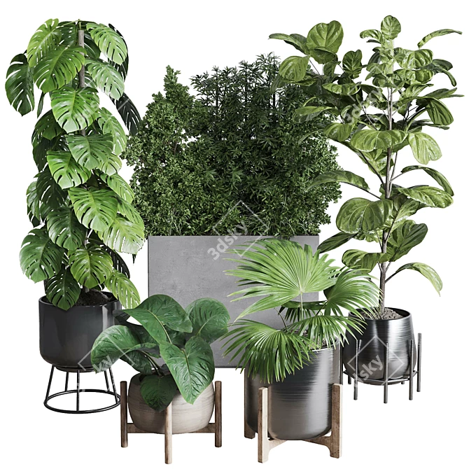 Urban Jungle Collection: Ficus Monstera Palm 3D model image 1