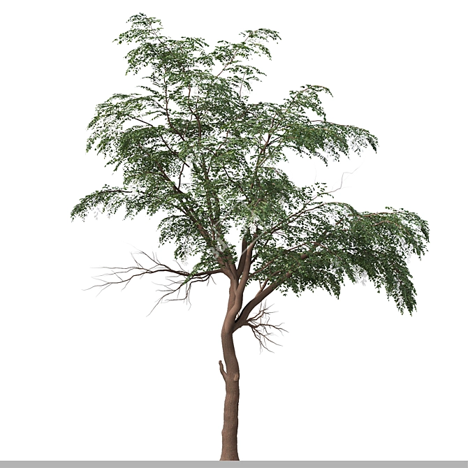 Sophora Japonica Tree Set 3D model image 2