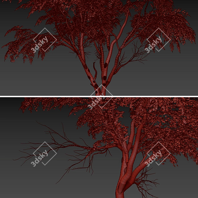 Sophora Japonica Tree Set 3D model image 4