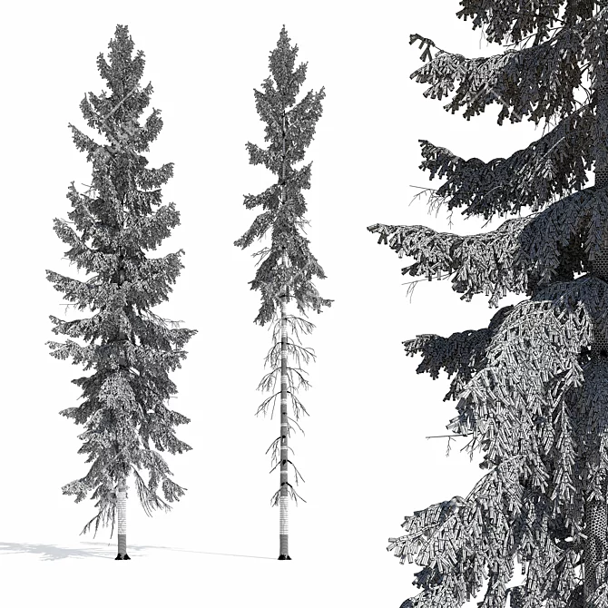 Spruce Tree 3D Model 2012 3D model image 1