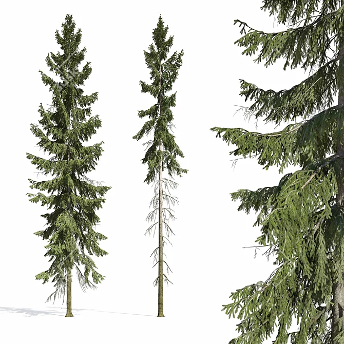 Spruce Tree 3D Model 2012 3D model image 2