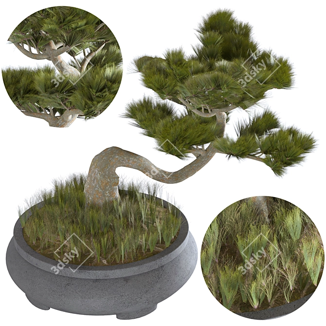 Japanese Indoor Bonsai Tree 3D model image 2