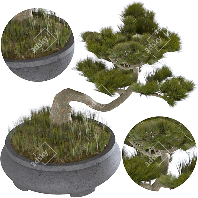 Japanese Indoor Bonsai Tree 3D model image 4