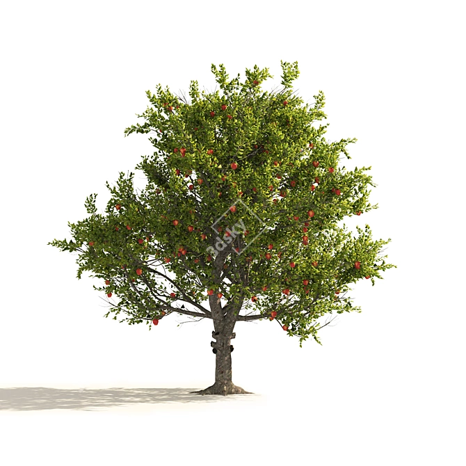 3D Apple Tree Models Set 3D model image 2