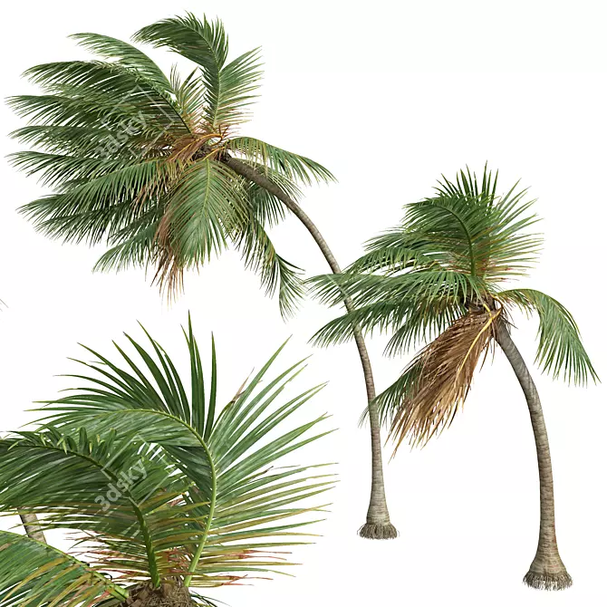 Tropical Coconut Palm Tree Model 3D model image 2