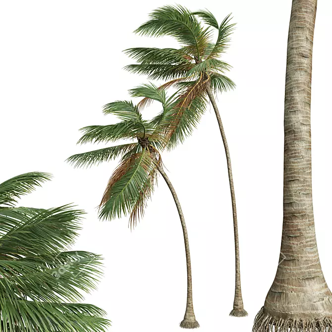 Tropical Coconut Palm Tree Model 3D model image 3