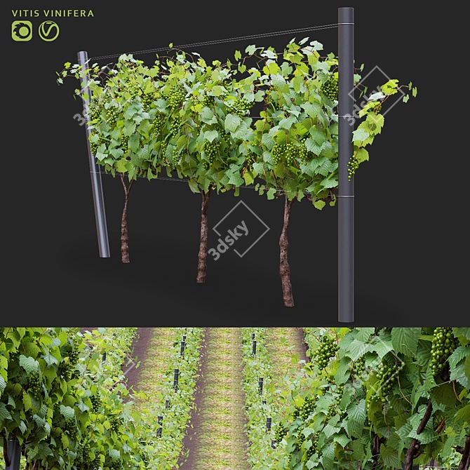 Cultivated Grape Vitis Vinifera Set 3D model image 1