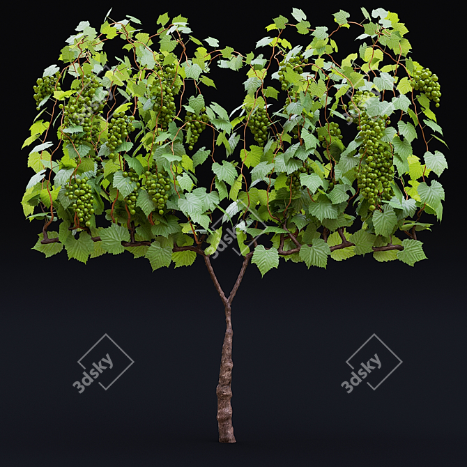 Cultivated Grape Vitis Vinifera Set 3D model image 3