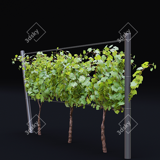 Cultivated Grape Vitis Vinifera Set 3D model image 6