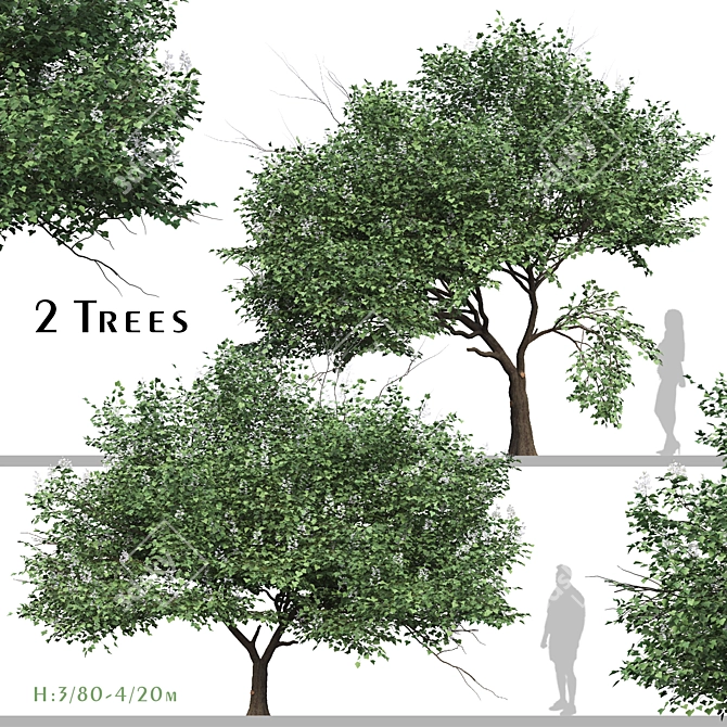 Chinese Catalpa Ovata Tree Duo 3D model image 1