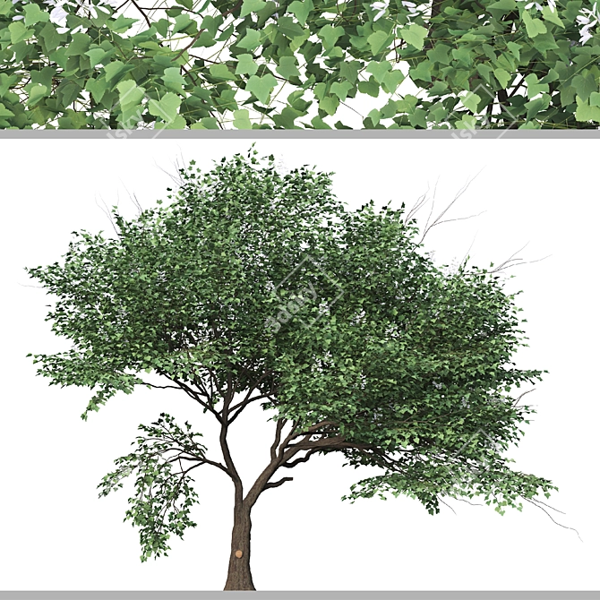 Chinese Catalpa Ovata Tree Duo 3D model image 2