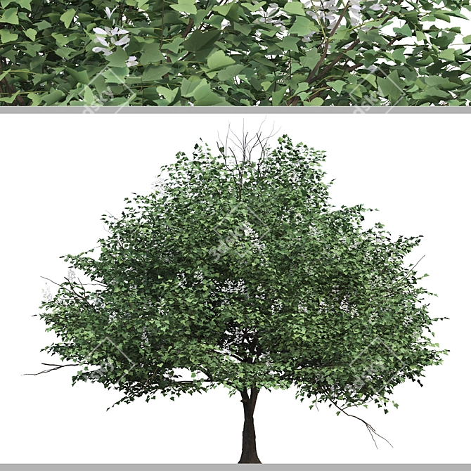 Chinese Catalpa Ovata Tree Duo 3D model image 3