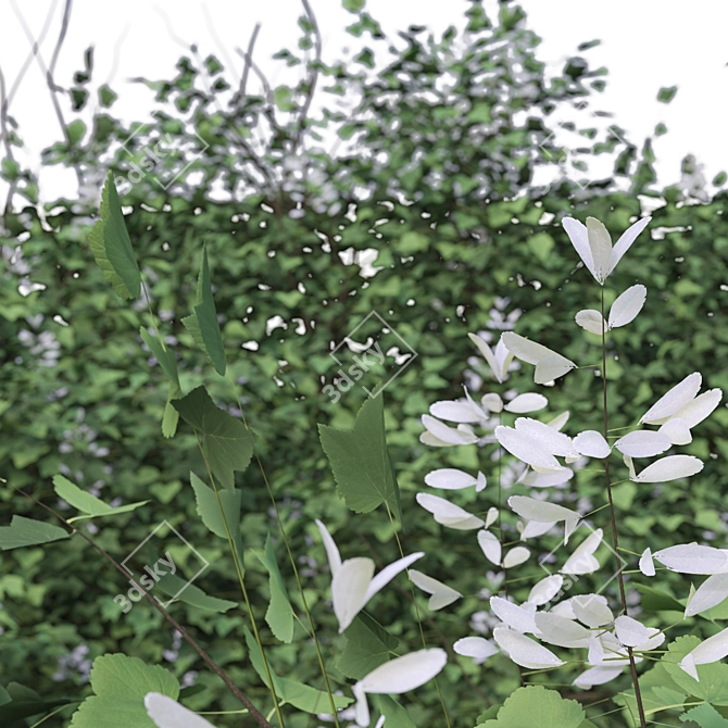 Chinese Catalpa Ovata Tree Duo 3D model image 4