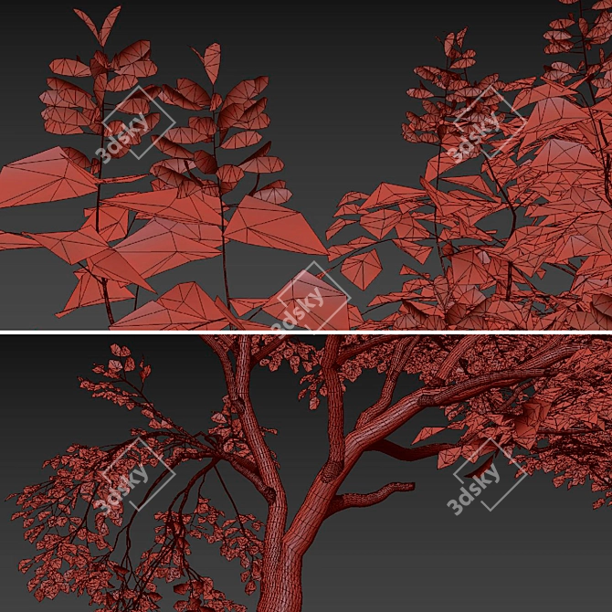 Chinese Catalpa Ovata Tree Duo 3D model image 5