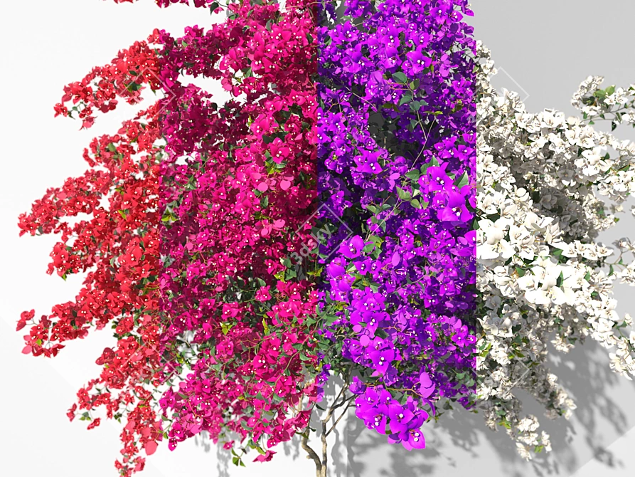 Blooming Bougainvillea Bush Plant 3D model image 2