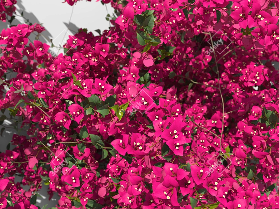 Bougainvillea Decorative Shrubs Kit 3D model image 3