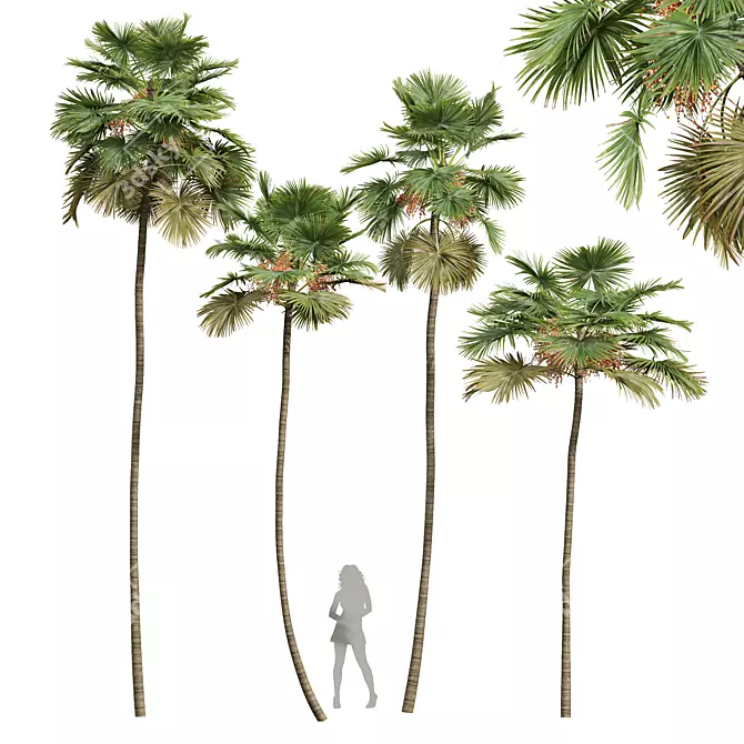 Detailed Saribus Rotundifolius Palm Model 3D model image 1