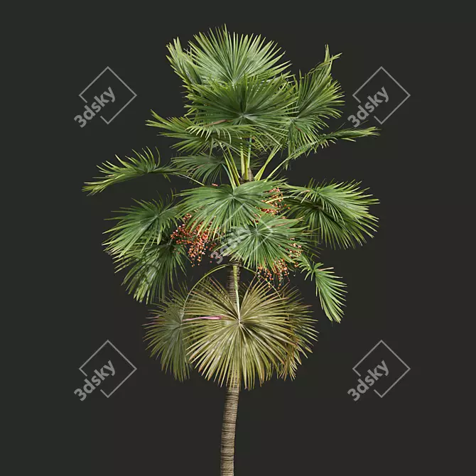 Detailed Saribus Rotundifolius Palm Model 3D model image 2