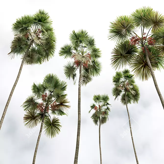 Detailed Saribus Rotundifolius Palm Model 3D model image 3