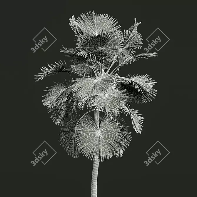 Detailed Saribus Rotundifolius Palm Model 3D model image 4